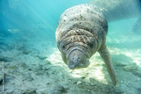 Fototapeta Florida manatees (Trichechus manatus latirostris) in Crystal River. Camera dipped from kayak while taking care not to disturb these protected mammals. Please follow all state/federal protection laws.