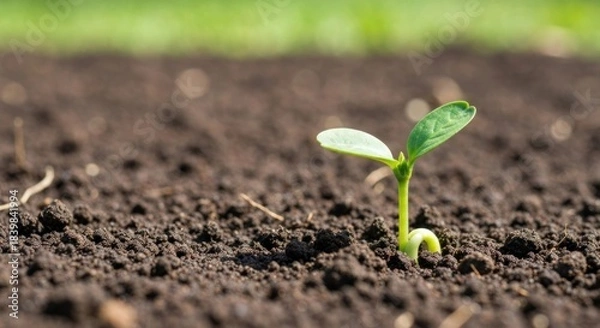 Obraz A tiny sprout emerges from dark soil. Fresh green leaves peek above the rich earth. Blurred background shows more earth and greenery