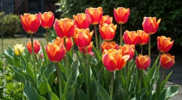Obraz Bright orange-red tulips in a garden bed