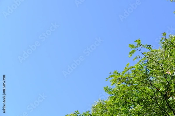 Obraz 陽光降り注ぐ森。深い緑と爽やかな青空のコントラスト