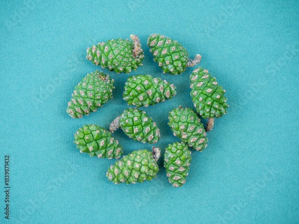 Fototapeta Background with green pine cones. Medicinal properties of pine buds. Raw materials for pine cone syrup