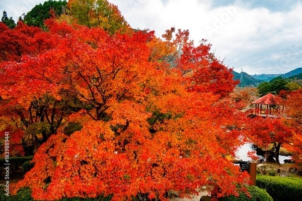 Obraz 渓石園の紅葉