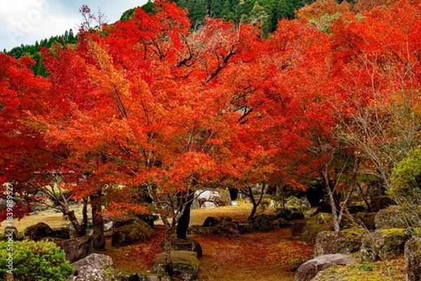 Obraz 渓石園の紅葉