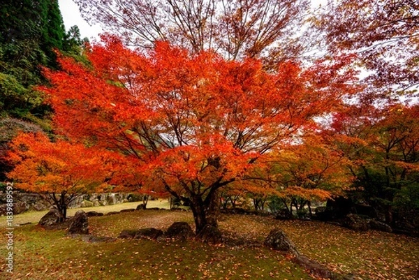 Obraz 渓石園の紅葉