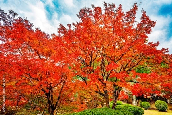 Obraz 渓石園の紅葉