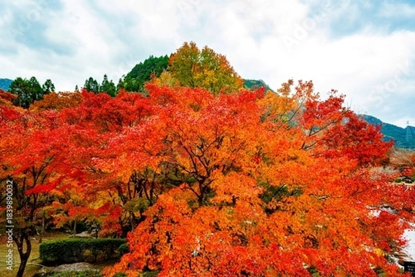 Obraz 渓石園の紅葉