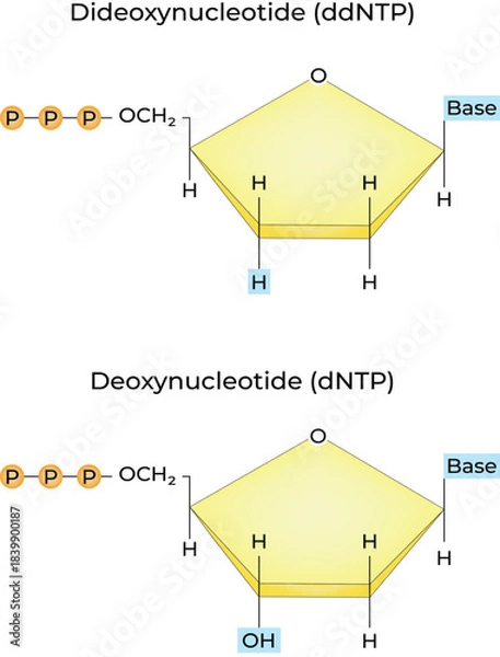 Obraz Dideoxynucleotide (ddNTP) and Deoxynucleotide (dNTP) Structural Comparison Vector Illustration
