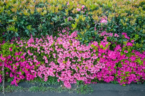 Fototapeta たくさん咲いたピンクに美しい花