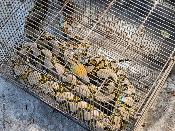 Fototapeta Large Reticulated Python snake coiled inside a rusty metal cage