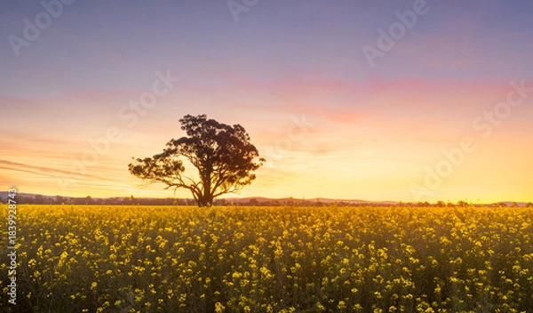 Obraz Sunset over canola fields