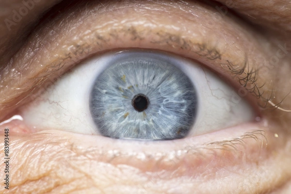 Obraz Macro photo of human eye, iris, pupil, eye lashes, eye lids.