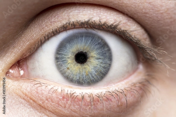 Obraz Macro photo of human eye, iris, pupil, eye lashes, eye lids.