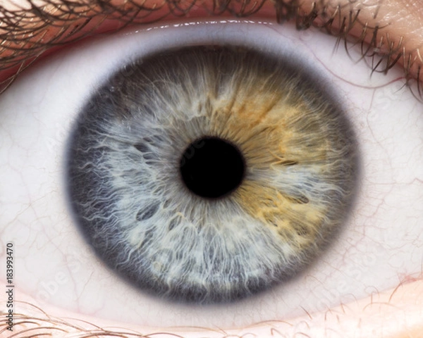 Obraz Macro photo of human eye, iris, pupil, eye lashes, eye lids.