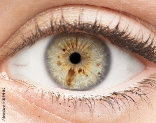 Obraz Macro photo of human eye, iris, pupil, eye lashes, eye lids.