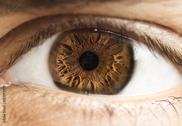 Obraz Macro photo of human eye, iris, pupil, eye lashes, eye lids.