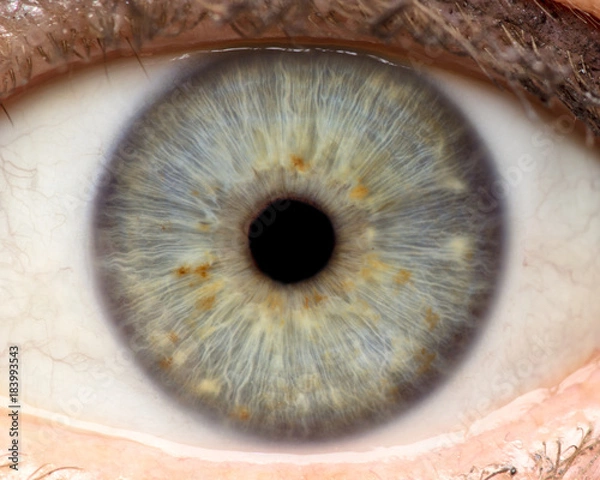 Obraz Macro photo of human eye, iris, pupil, eye lashes, eye lids.