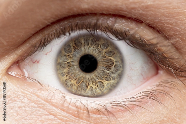 Fototapeta Macro photo of human eye, iris, pupil, eye lashes, eye lids.