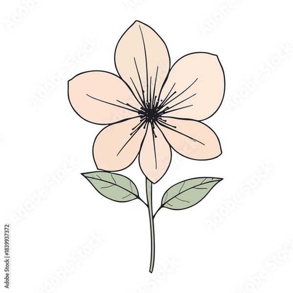 Obraz flower line art illustration