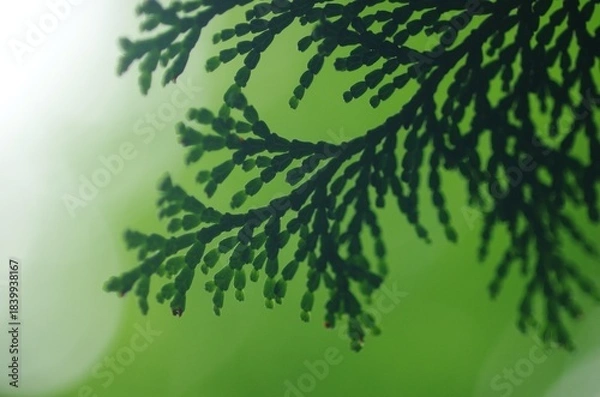 Fototapeta ヒノキの葉のシルエット