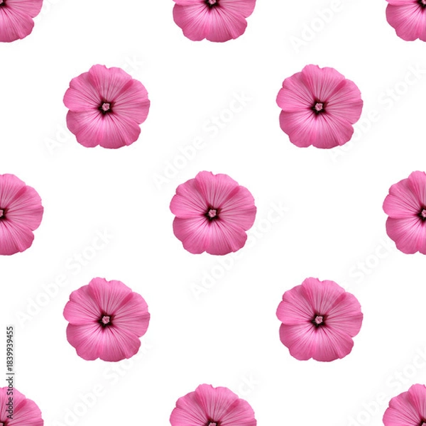 Fototapeta seamless pattern. pink lavatera, isolated on white