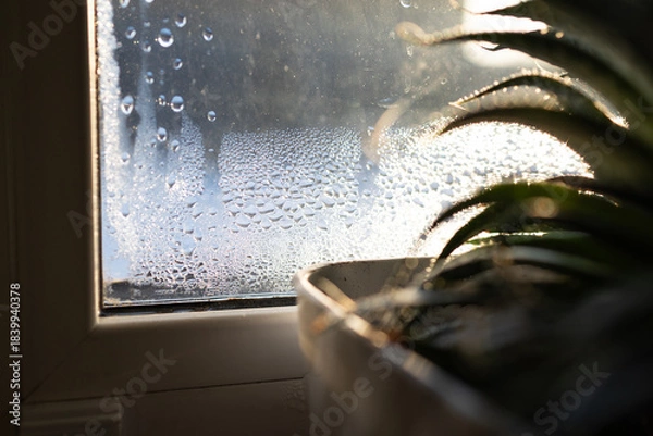 Obraz Moisture gathers on a window, showing the need for proper ventilation in homes. A plant sits nearby, illustrating the importance of maintaining humidity levels to fight mold.