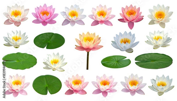 Fototapeta Digitally arranged collection of lotus flowers in various colors with lily pads