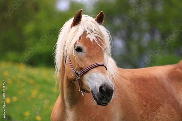 Obraz Haflinger Porträt