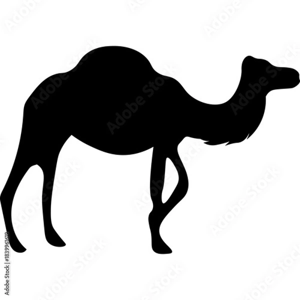 Obraz Camel Silhouette Islamic Illustration