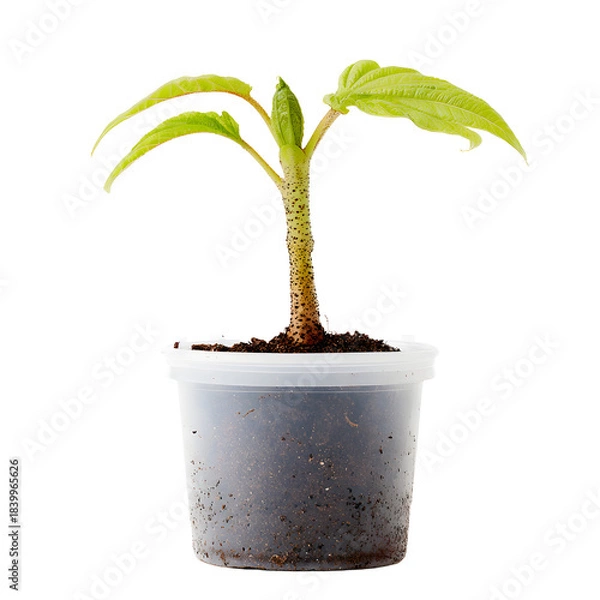 Fototapeta Bright Amorphophallus Seedling Thriving in Simple Plastic Container