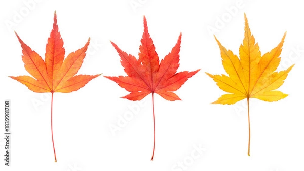 Obraz もみじ　/ Japanese maple