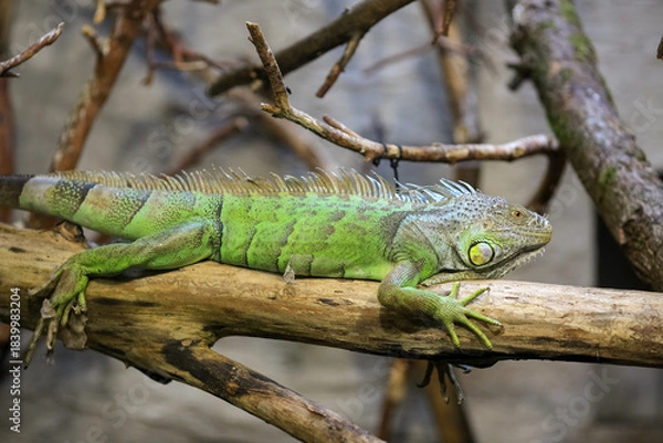 Obraz Green iguana  portrait