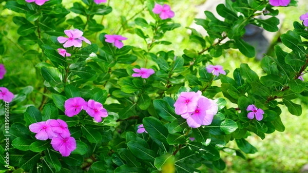 Fototapeta 활짝 핀 일일초 폴카닷