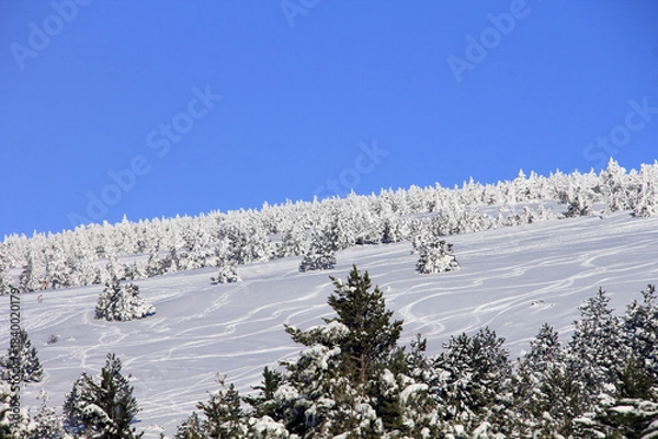 Obraz belle neige  et forêt blanche