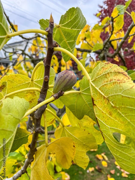 Obraz Close-up of a Fig Tree