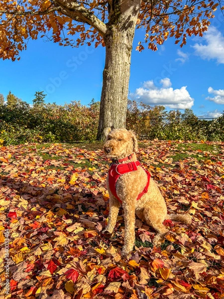 Obraz Autumn dog portrait