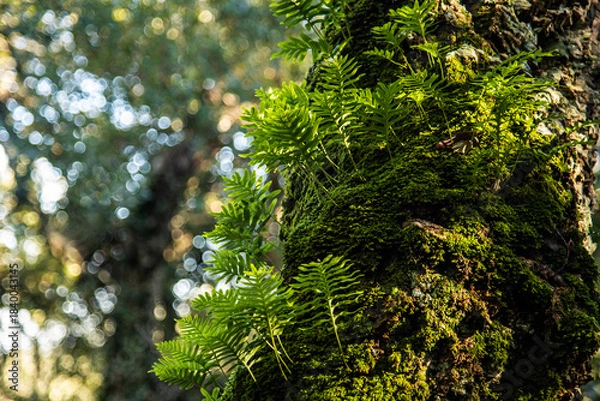 Obraz Beautiful details of the Ain Drahem forest in Tunisia