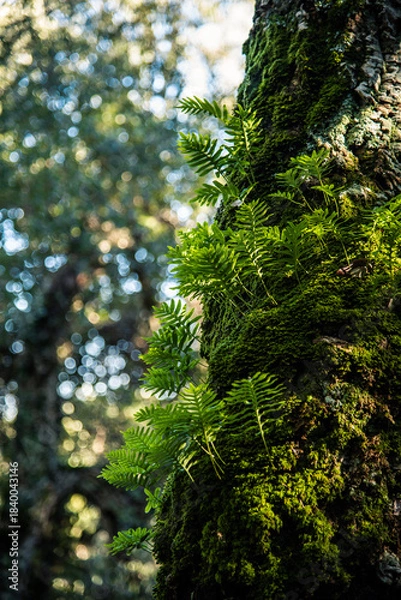 Obraz Beautiful details of the Ain Drahem forest in Tunisia