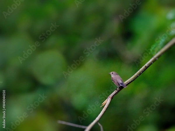 Fototapeta A small Red-breasted Flycatcher perched on a small branch with a green forest backdrop at Kaeng Krachan NP. Thailand