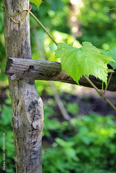 Fototapeta A single grapevine leaf growing on a rustic wooden support made from an old tree trunk. Simple rural scenery with natural textures, vineyard atmosphere and countryside charm.