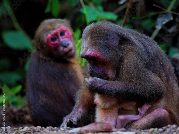 Fototapeta A Stump-tailed Macaque mother grooming her baby, with another macaque with a bright red face in the background