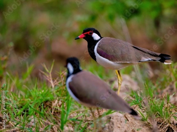 Fototapeta A closed up of Red-wattled Lapwing at Kaeng Krachan NP. Thailand