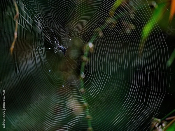 Fototapeta An intricate spider web with a dark spider at the center, set against a blurred dark green background in Kaeng Krachan NP. Forest, Thailand