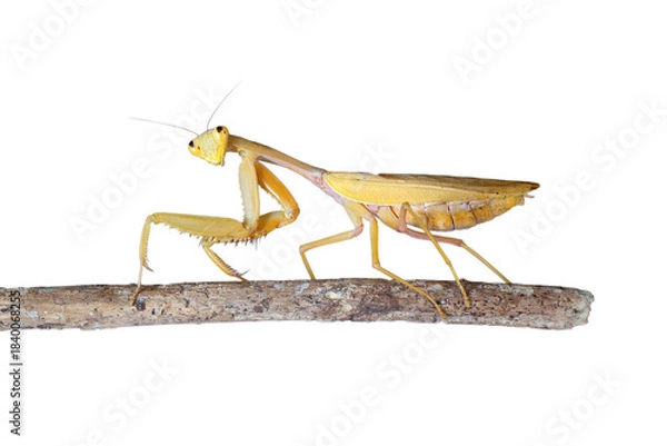 Fototapeta Golden praying mantis (Mantodea sp.) perched on tree branch.