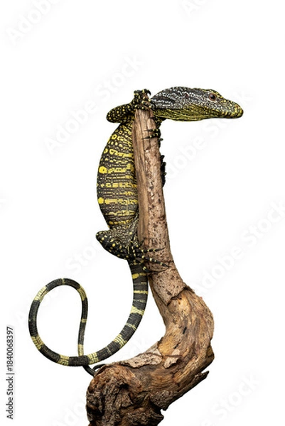 Fototapeta The Crocodile Monitor (Varanus salvadorii), is the longest monitor lizard species in the world. The species is native to New Guinea and Papua, Indonesia.