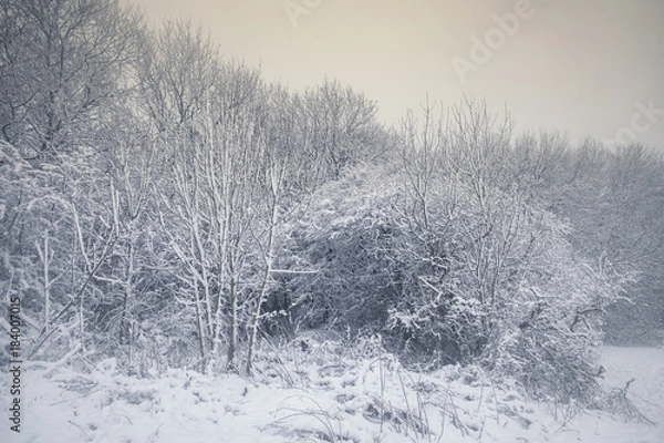 Fototapeta Tree Branches Covered in Snow