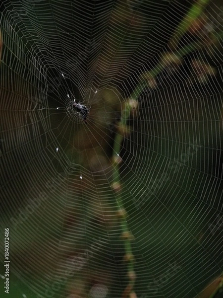 Fototapeta An intricate spider web with a dark spider at the center, set against a blurred dark green background in Kaeng Krachan NP. Forest, Thailand