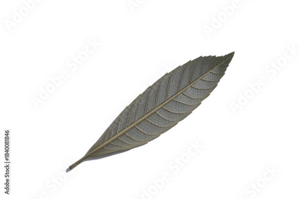 Obraz leaves on a white background