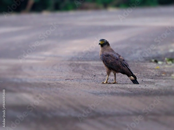 Fototapeta A Crested Serpent-Eagle stands on a dirt road, alert and looking left. A  bird of prey in its natural habitat at  Kaeng Krachan NP. Thailand