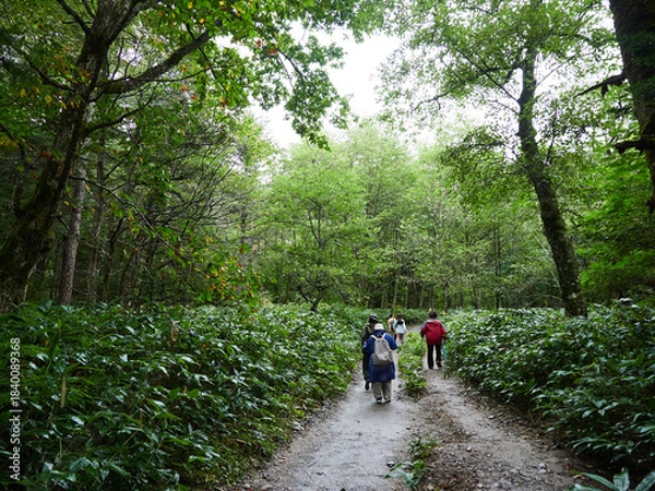 Obraz 雨の日の観光名所上高地の森の散策道で散歩する観光客の姿