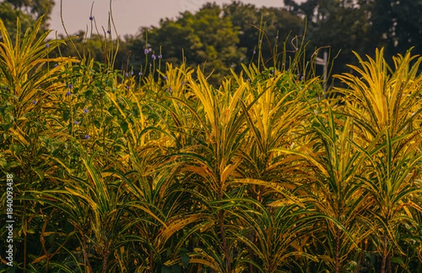 Obraz Mumbai, India Dense cluster of yellow-green ornamental plants in a sunlit tropical garden. A vibrant botanical scene rich in texture and natural color.
